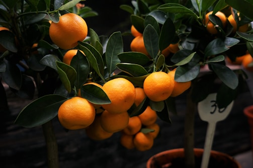 A cluster of ripe oranges hanging from a lush green tree. The oranges are glossy and vibrant, indicating freshness. The tree is in a pot, and the dark background contrasts with the bright fruit, emphasizing their color.