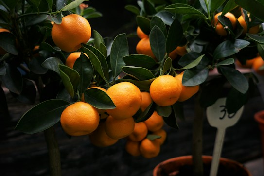 A cluster of ripe oranges hanging from a lush green tree. The oranges are glossy and vibrant, indicating freshness. The tree is in a pot, and the dark background contrasts with the bright fruit, emphasizing their color.