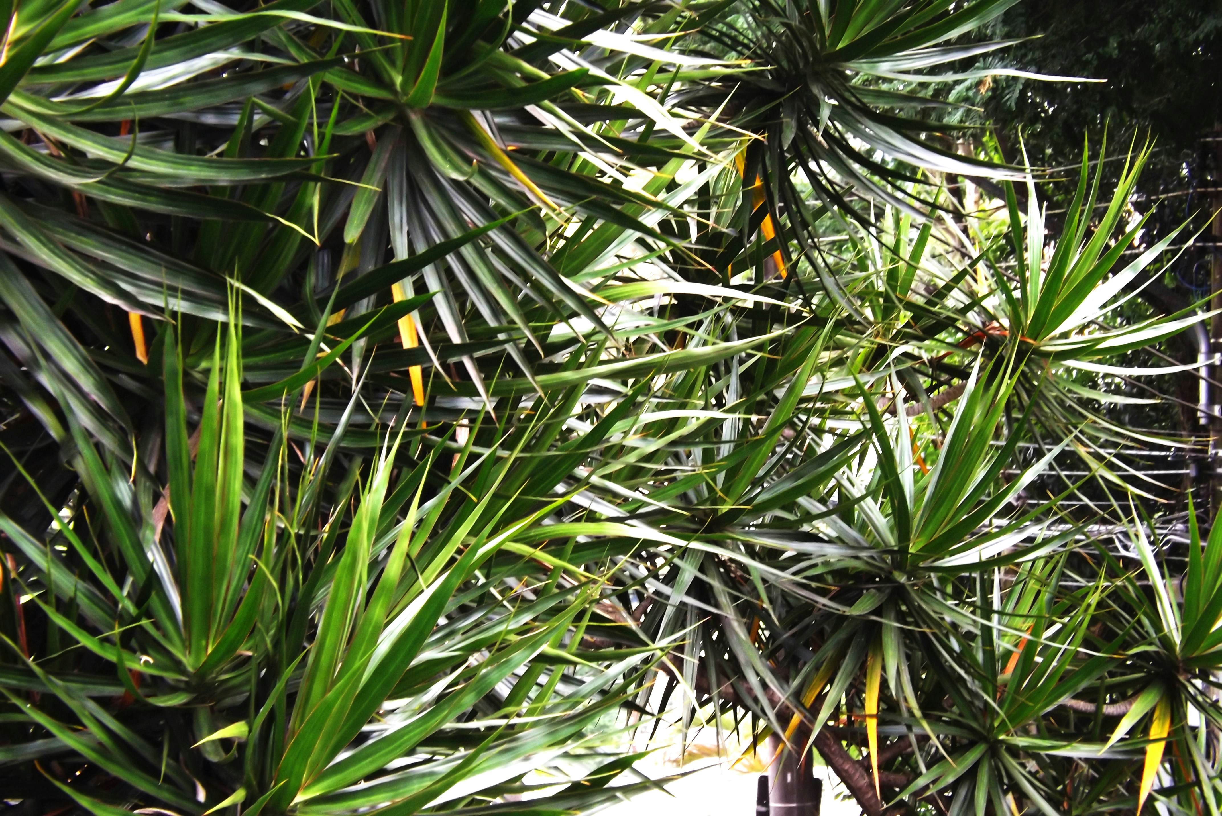 Free Unsplash photo from Daniela Yamada Namasu