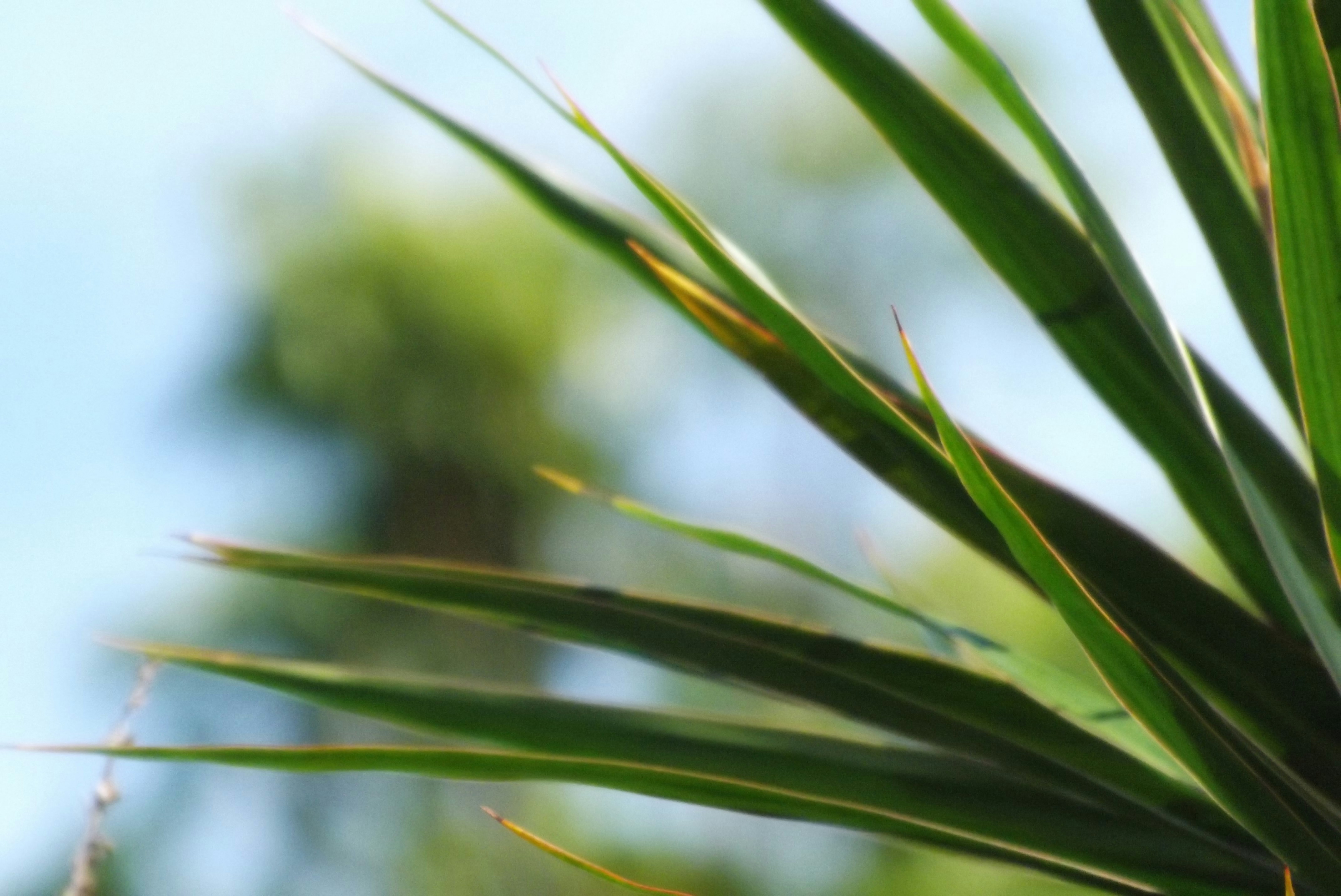 Free Unsplash photo from Daniela Yamada Namasu