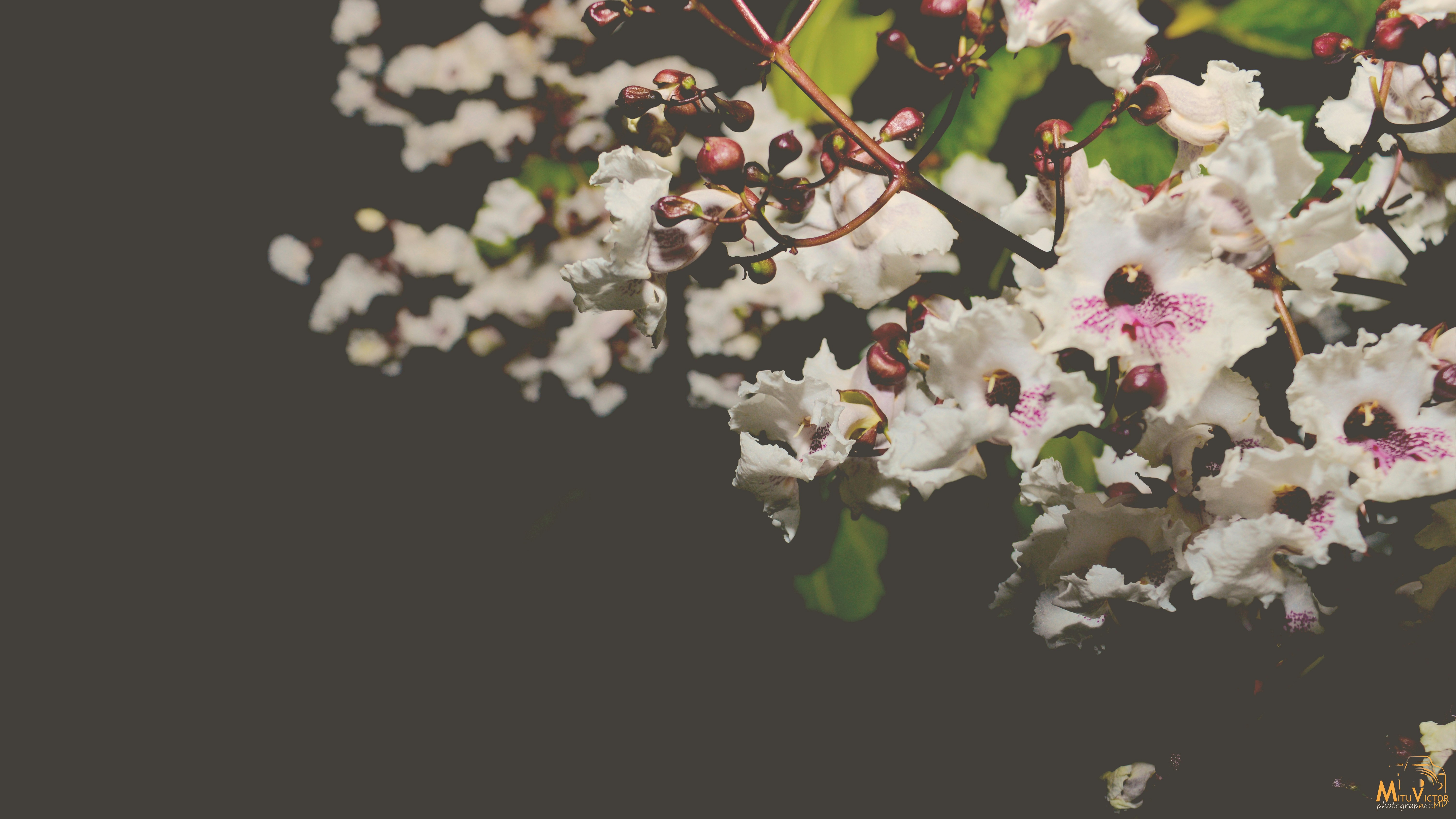 Free Unsplash photo from VIK'PHOTO