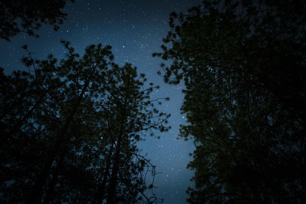 silhouette of trees under starry sky