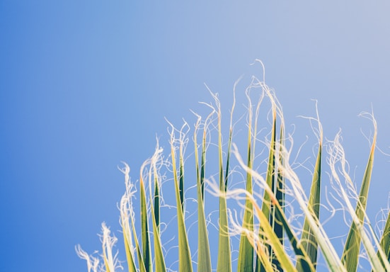 green leaves