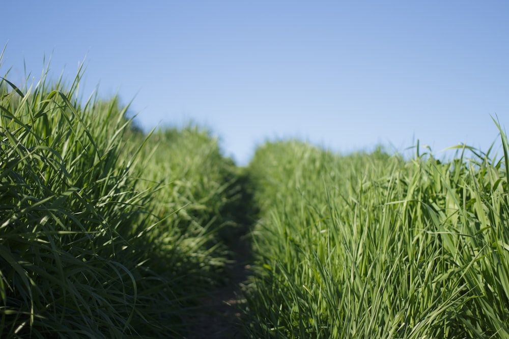 grass field