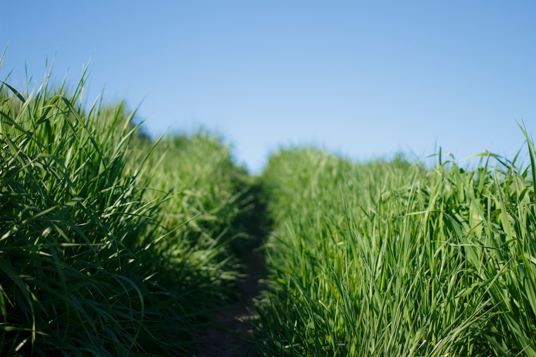 grass field