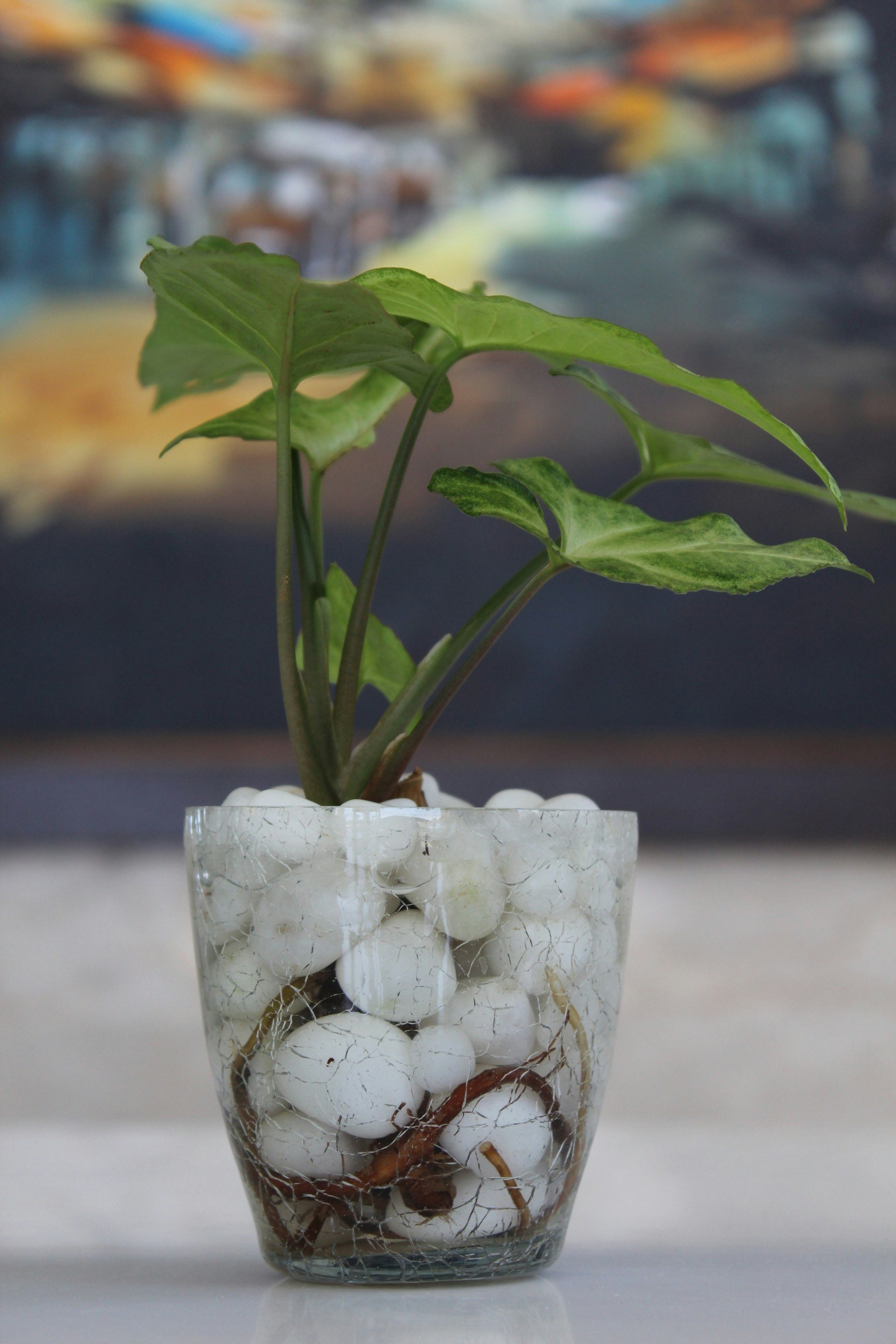 Free Unsplash photo from Madhu Hc