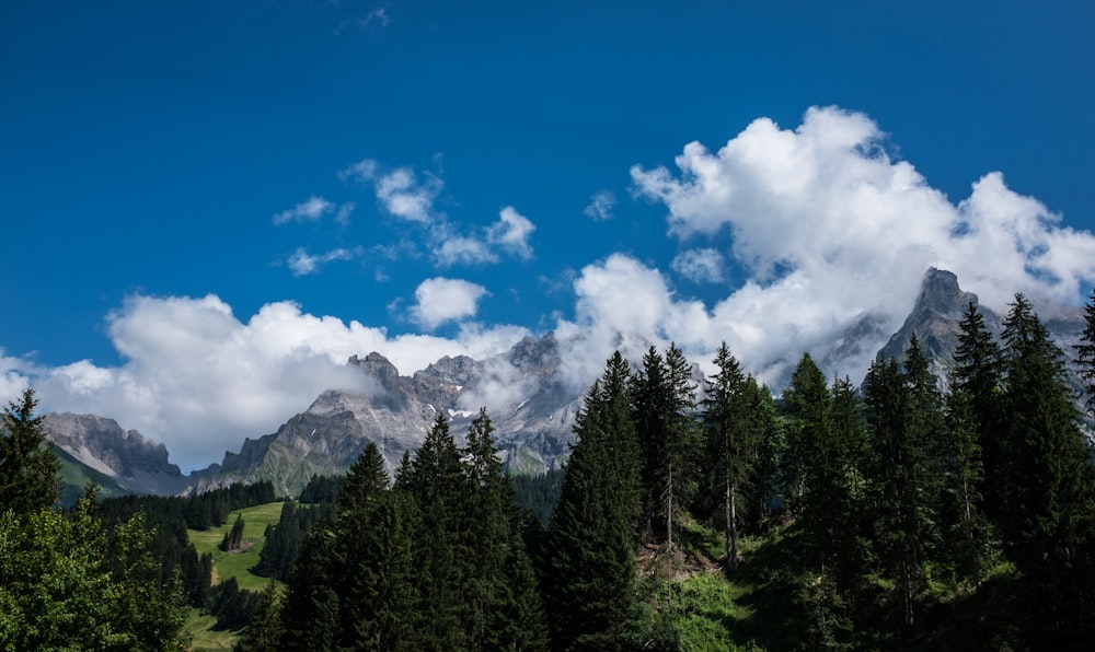 in distant brown mountain and green pine trees