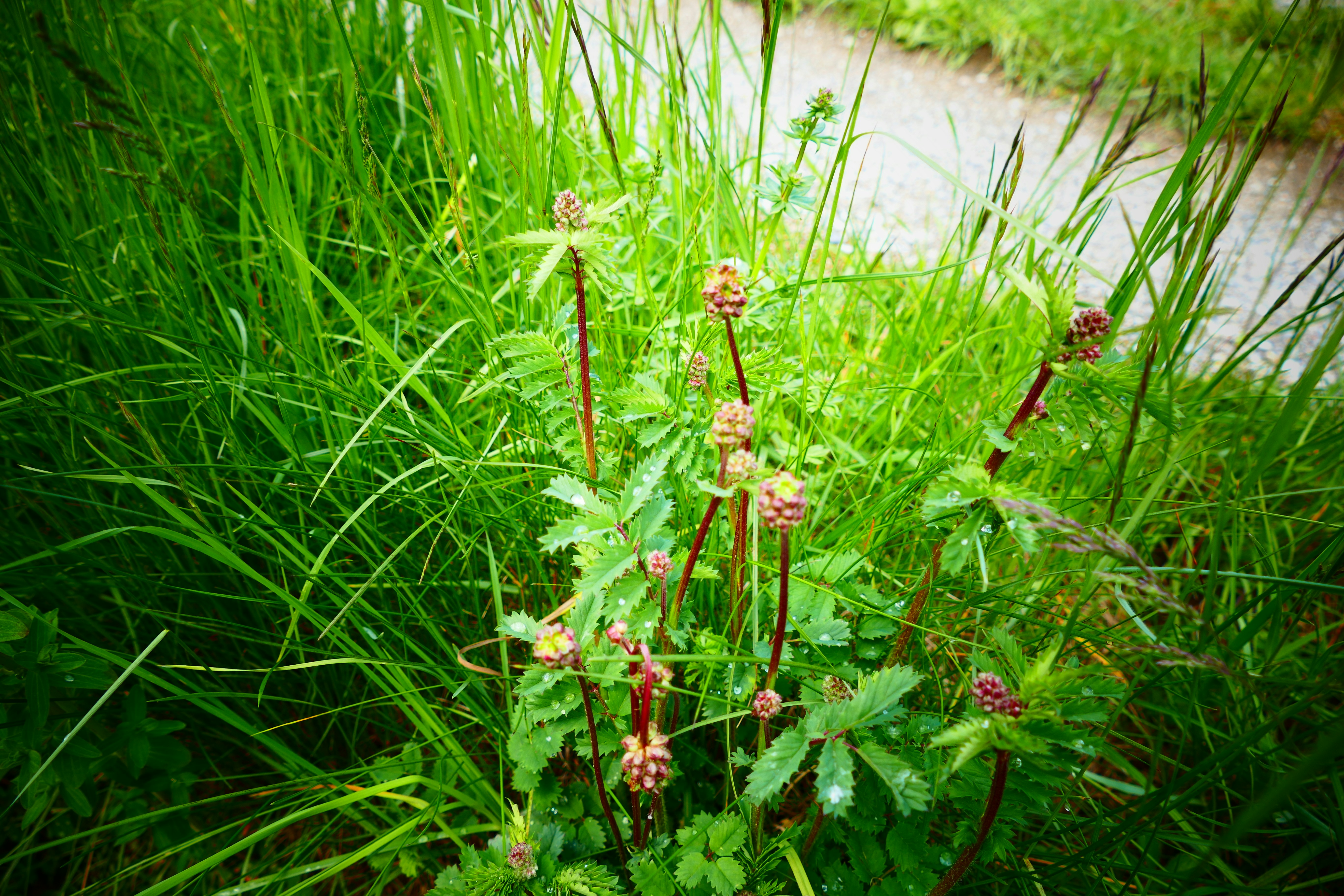 Букет лекарственных трав. Трава от глистов. Шепот травы. Трава поле. Артемизия кустарник полынь.