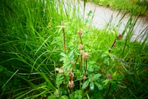Tall green grass surrounds a cluster of plants with red stems and small pinkish flower buds atop. The area has an overgrown, natural appearance, indicating a wild or untended garden.