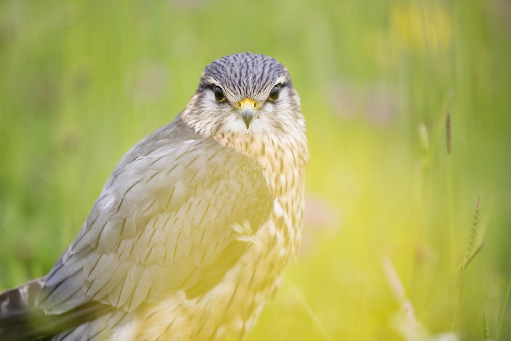 shallow focus photography of hawk