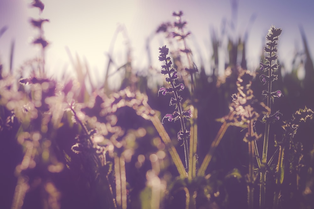 silhouette of flowers