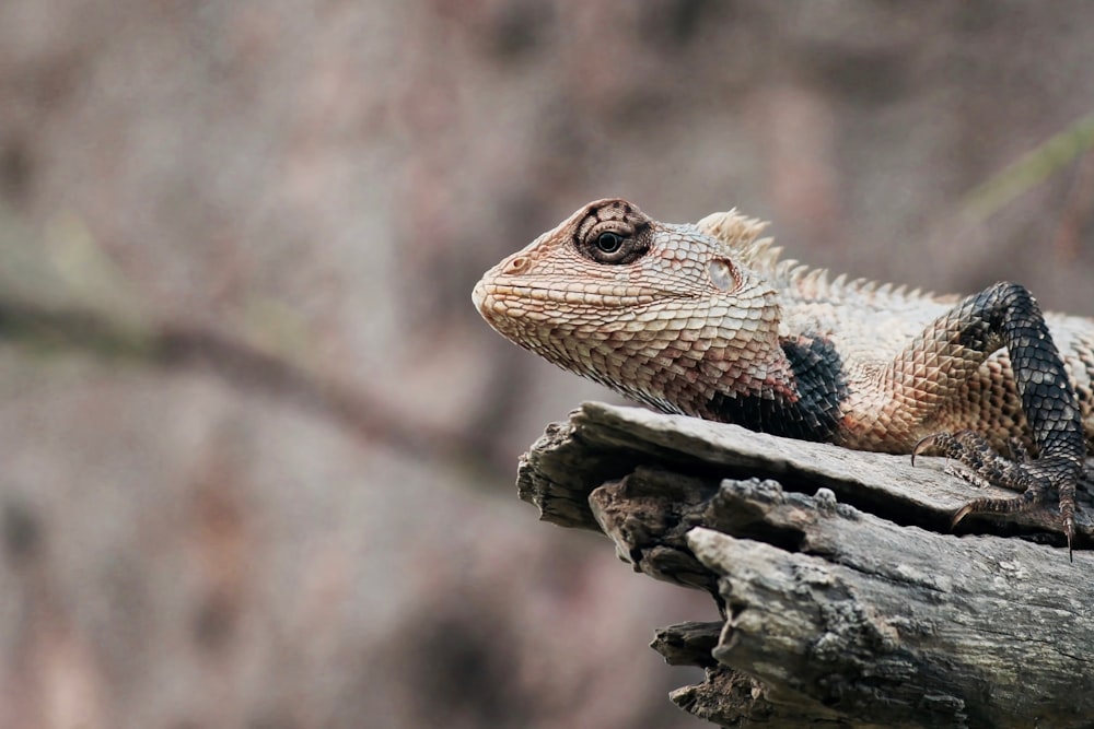shallow focus photography of bearded dragon on tree branch