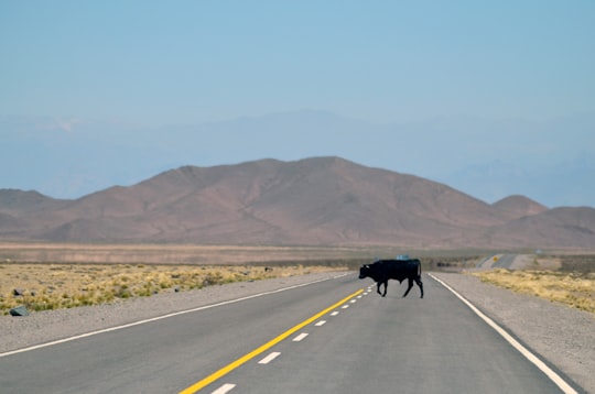 black cow standing on pavement in Salta Argentina