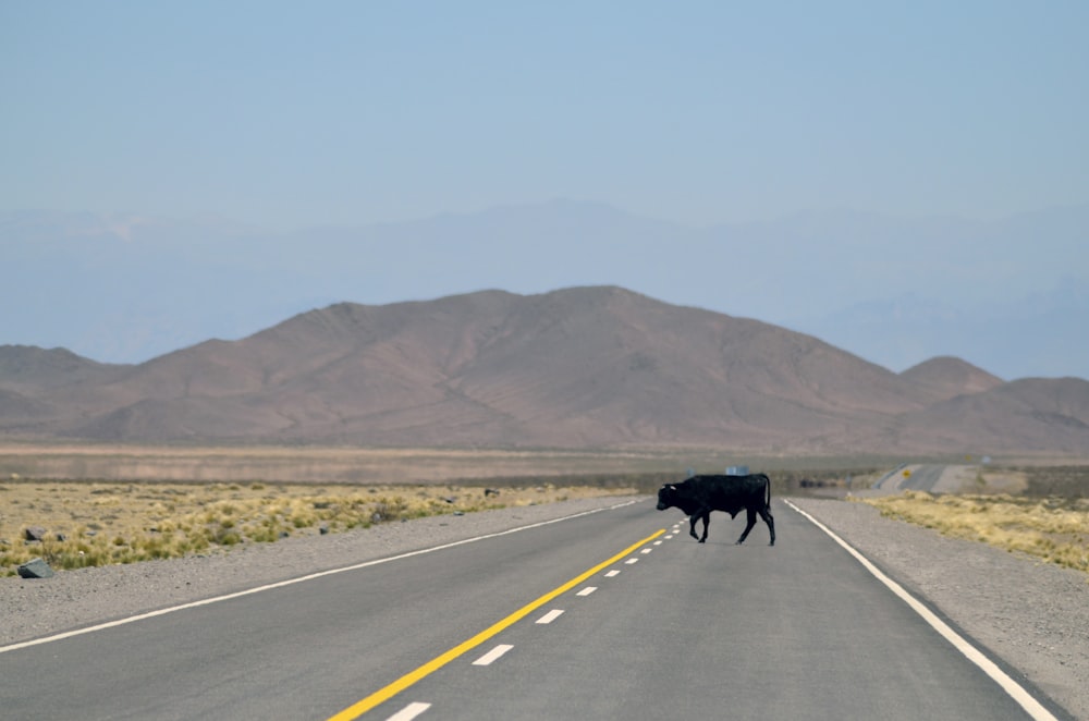 mucca nera in piedi sul marciapiede