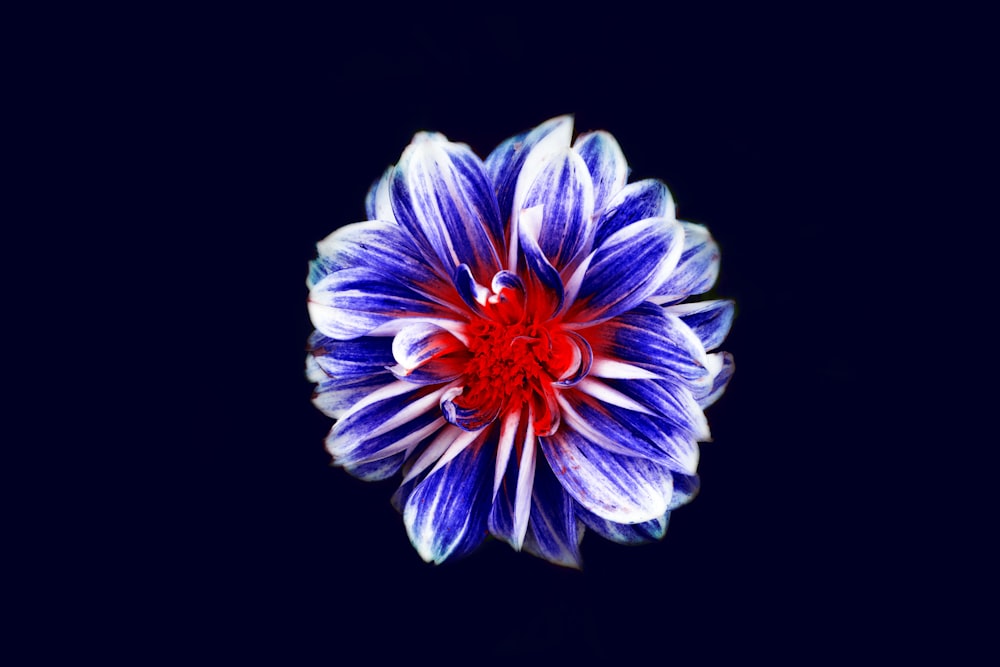 blue and red flower digital wallpaper