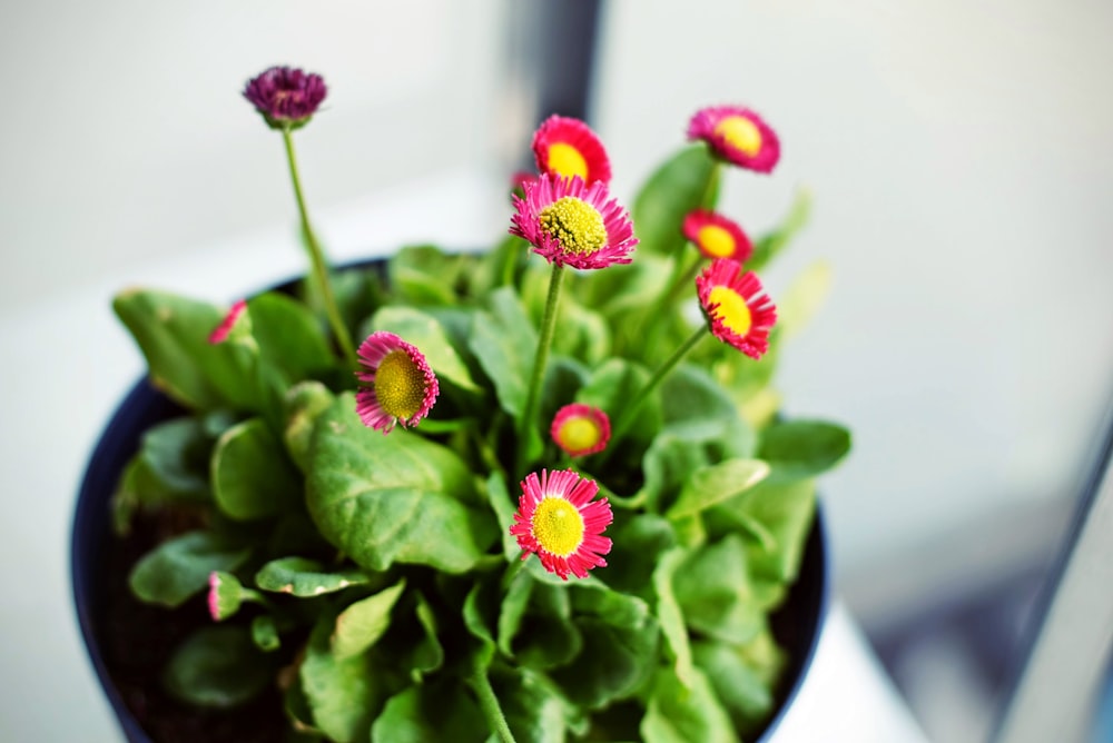 selective focus photo of pink petaled flower