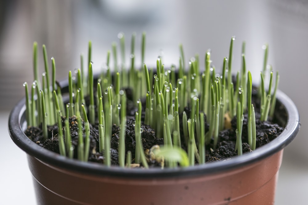 green plant in brown clay pot