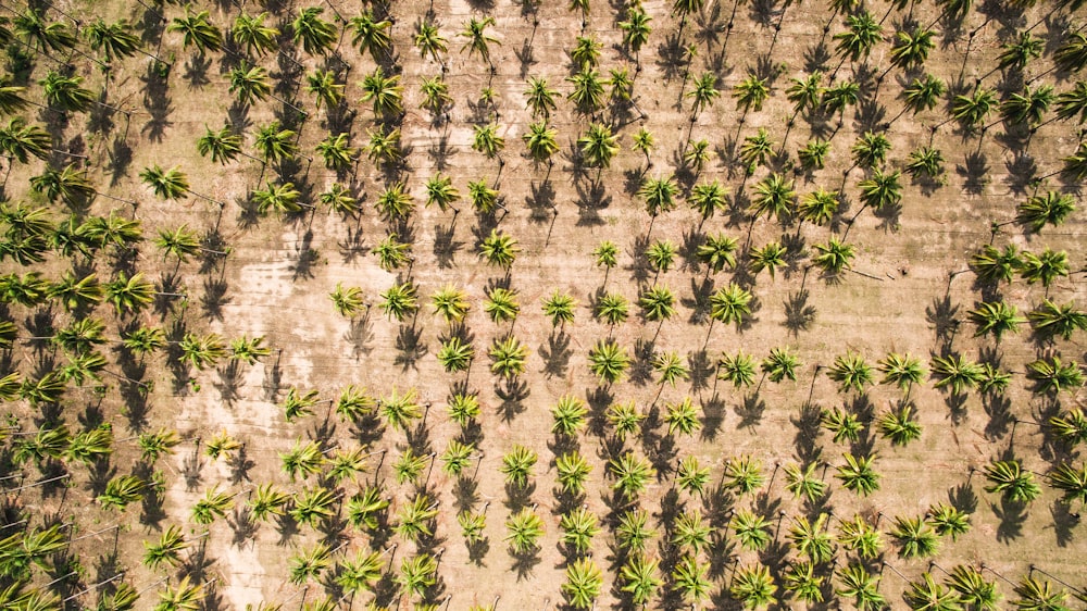 Fotografía aérea de un campo de palmeras