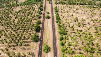 Aerial view of a straight, well-paved road cutting through a large expanse of palm trees on either side. The landscape appears dry with varying shades of brown soil, contrasting with the lush green foliage of the palm trees. Sparse vegetation is visible with a few clustered bushes along the road.