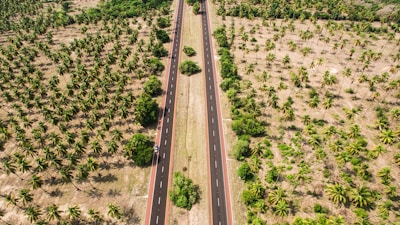 Aerial view of a straight, well-paved road cutting through a large expanse of palm trees on either side. The landscape appears dry with varying shades of brown soil, contrasting with the lush green foliage of the palm trees. Sparse vegetation is visible with a few clustered bushes along the road.