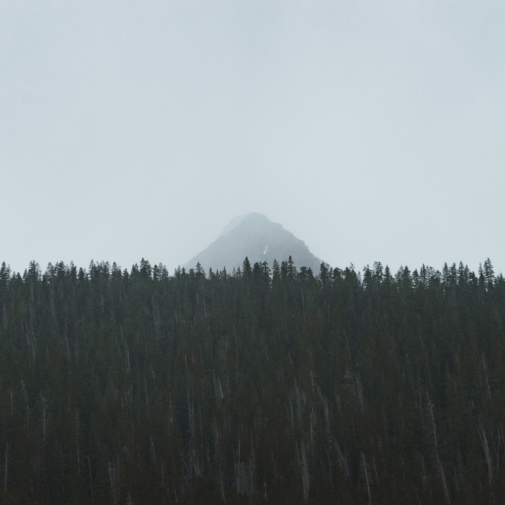 green trees