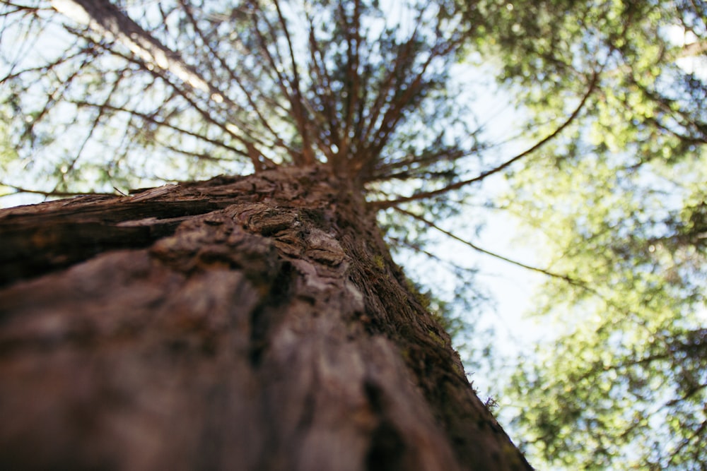 녹색 키 큰 나무의 로우 앵글 사진