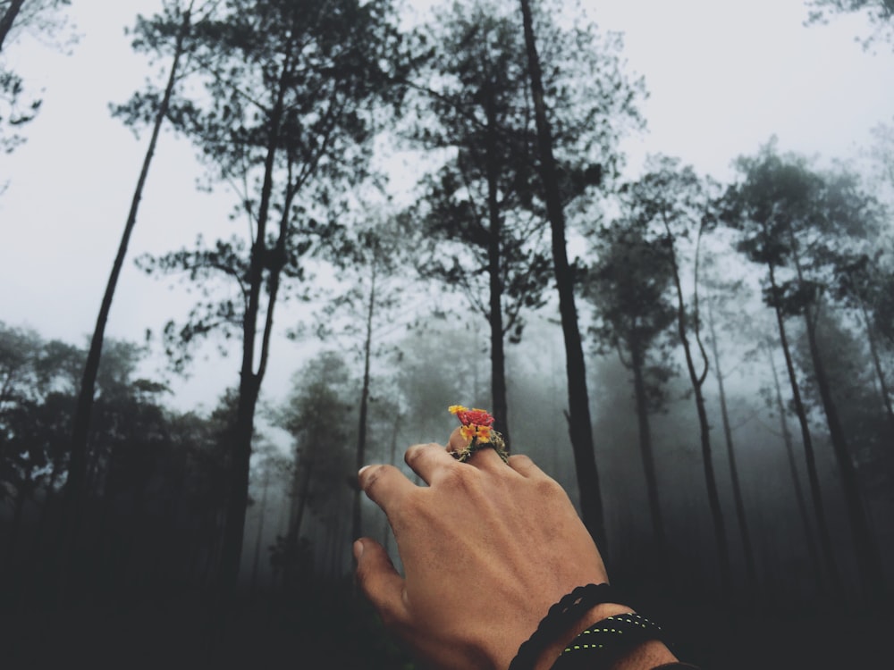 person at forest covered in fog