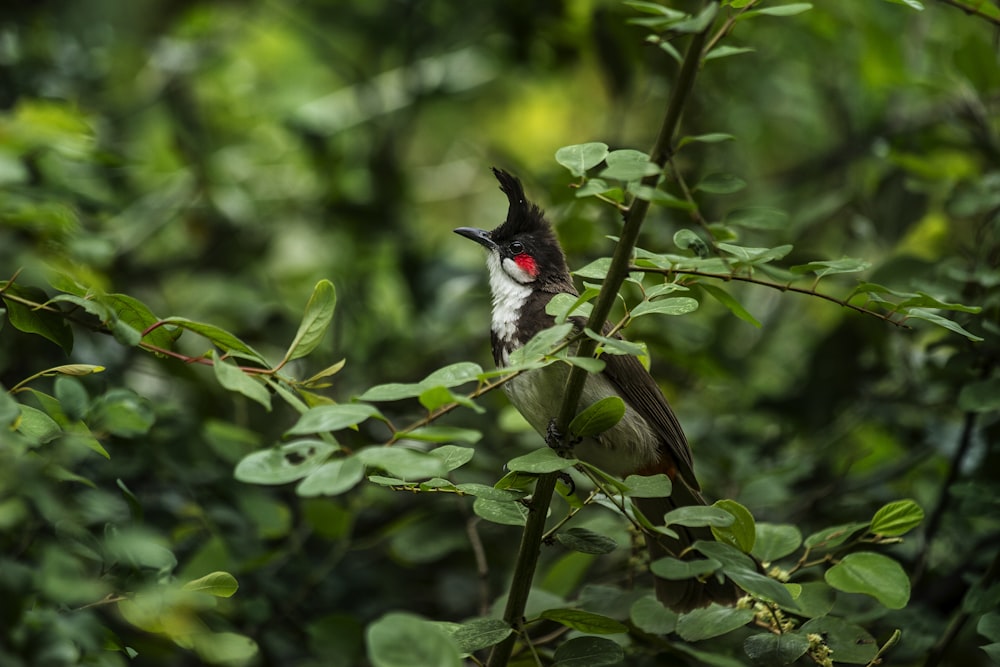 Fotografía de enfoque selectivo de percha de pájaro negro en árbol verde