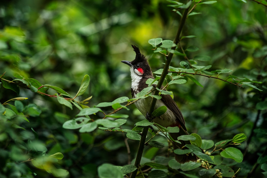 Jungle photo spot Masinagudi India