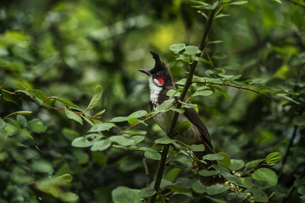 selective focus photography of black bird perch on green tree