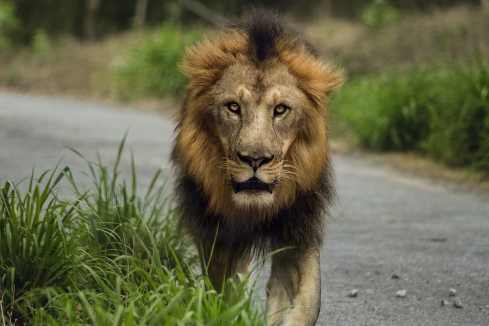 Lion marchant sur la route