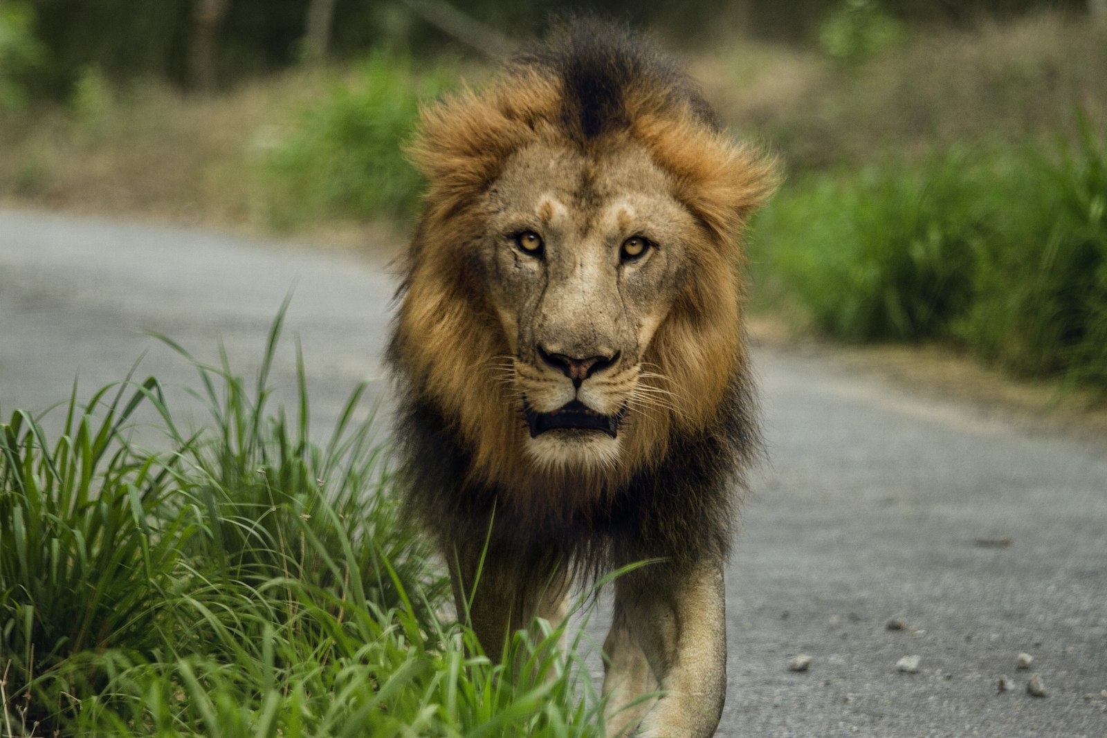 Canon EF 70-200mm F4L IS USM sample photo. Lion walking on road photography