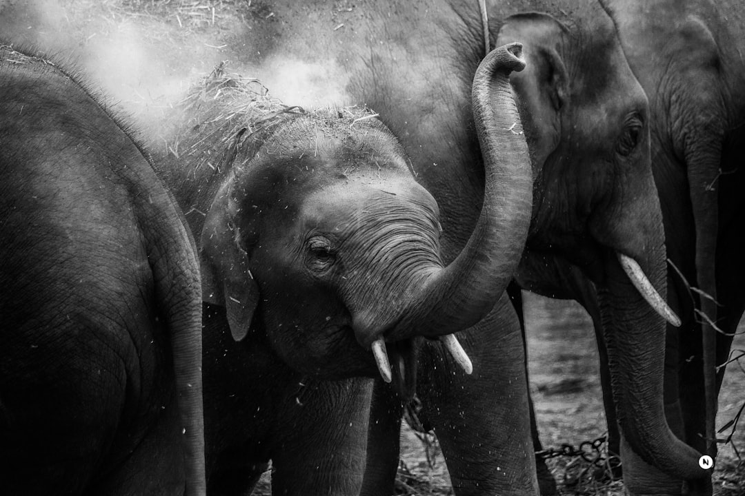 grayscale photo of elephants