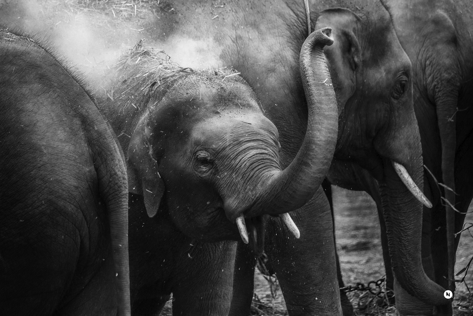 Canon EF 70-200mm F4L IS USM sample photo. Grayscale photo of elephants photography