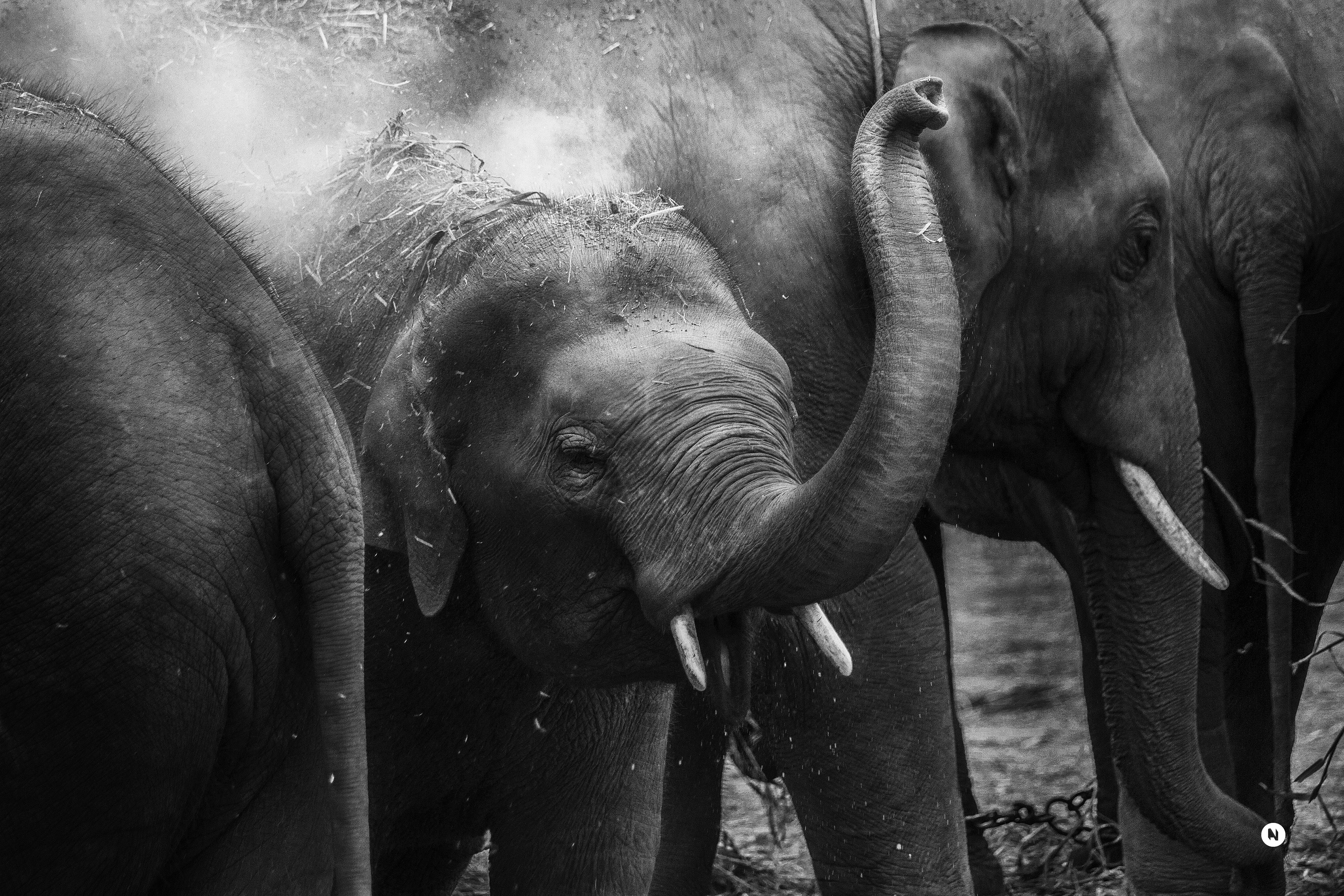 grayscale photo of elephants