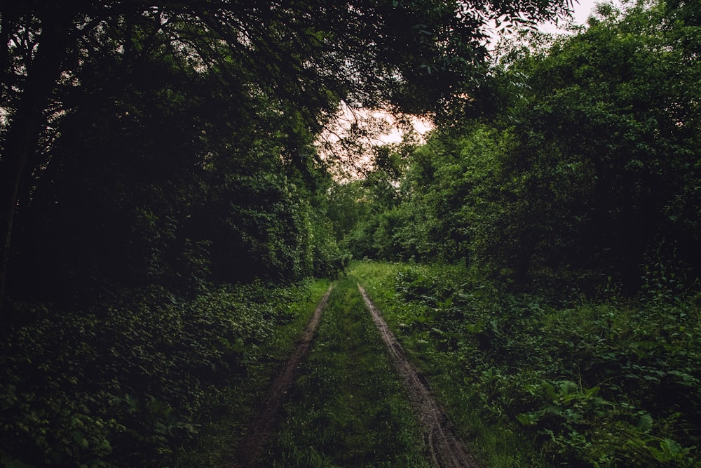 Arbres et plantes verts pendant la journée