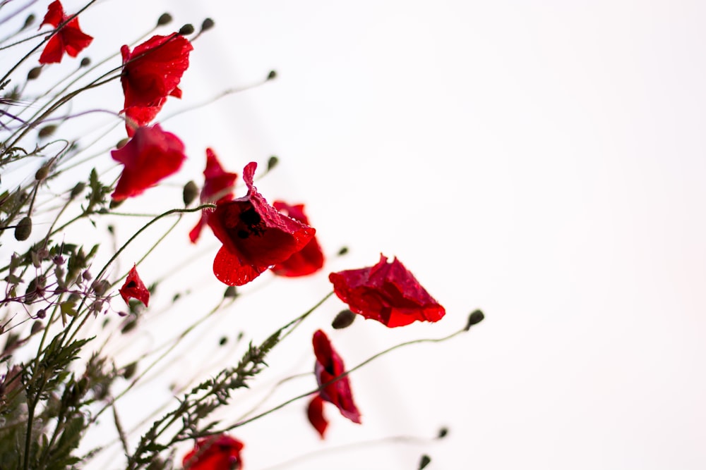 macro photography of red flowers