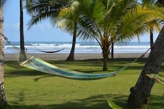 A tranquil scene of a hammock strung between two coconut trees.
