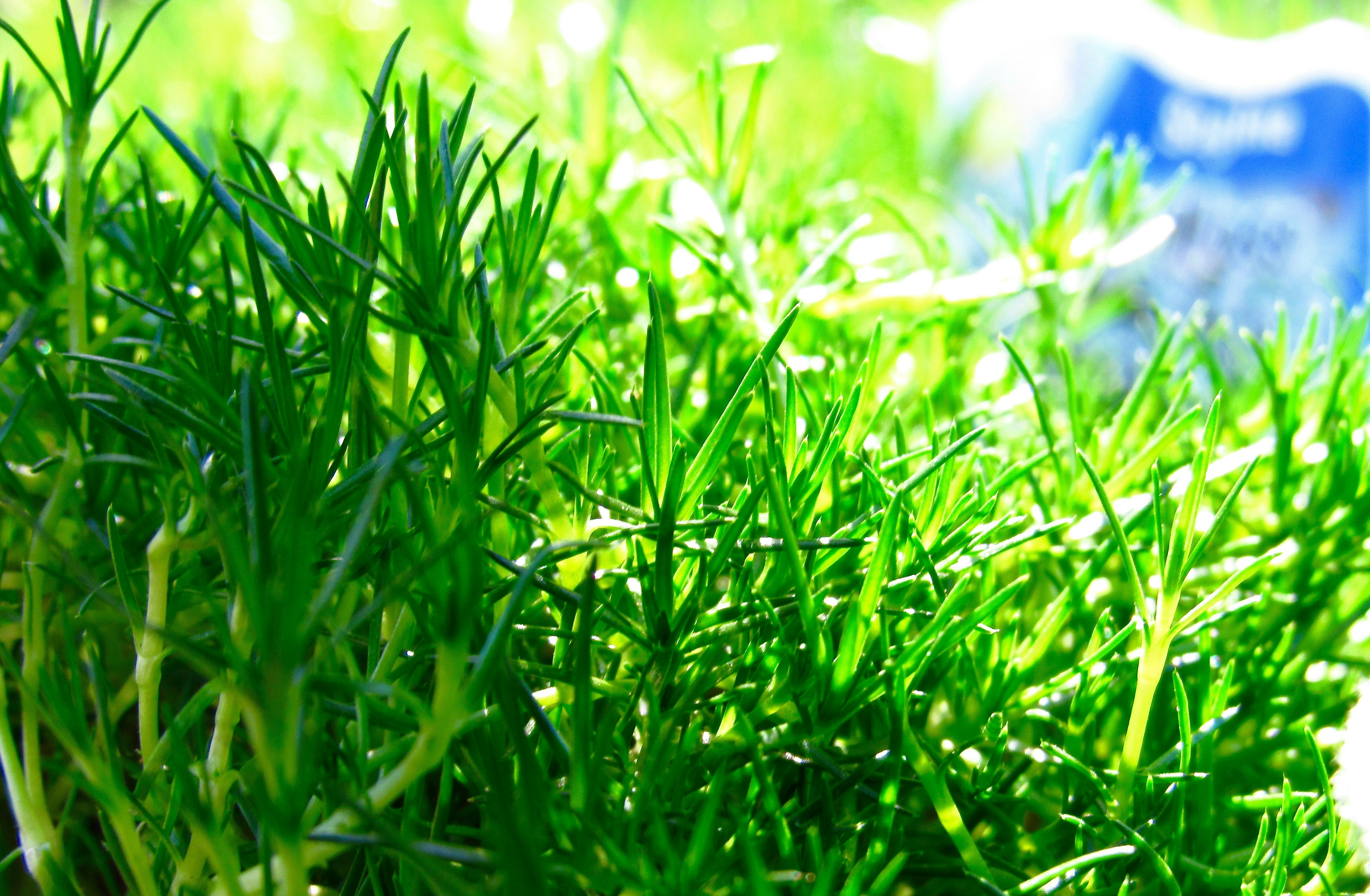 Artificial Grass