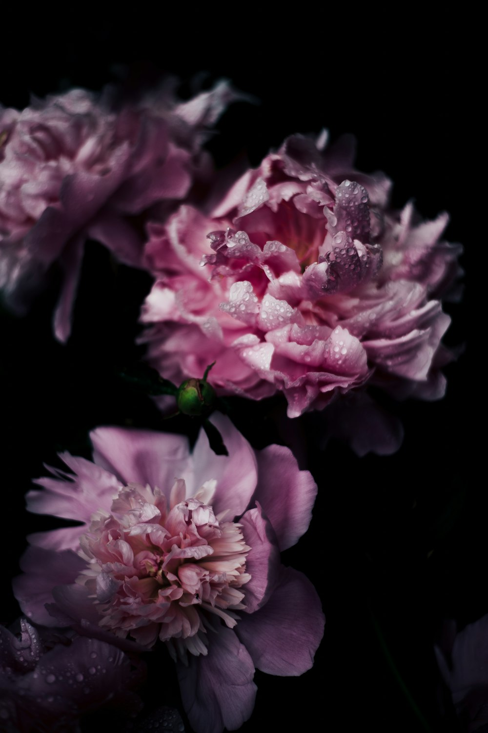 Fotografia a fuoco superficiale di fiori di garofano viola