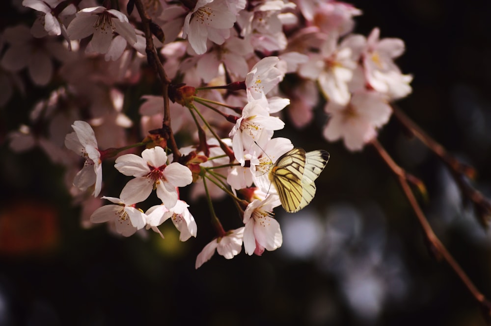 fotografia a fuoco superficiale di farfalla su fiore