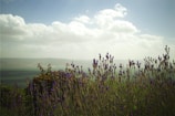 A serene landscape featuring a field of lavender in full bloom.