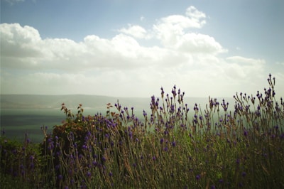 A serene landscape featuring a field of lavender in full bloom.