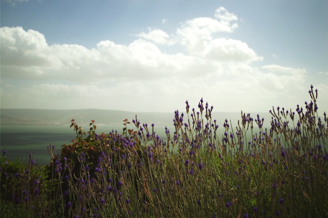 A serene landscape with soft green hills and lavender fields.