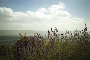 Lavender Fields