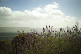 A serene landscape featuring lush lavender plants in the foreground with purple flowers blooming. The background shows a vast expanse of green fields under a sky filled with fluffy, white clouds. The horizon line is faintly visible through the misty atmosphere.