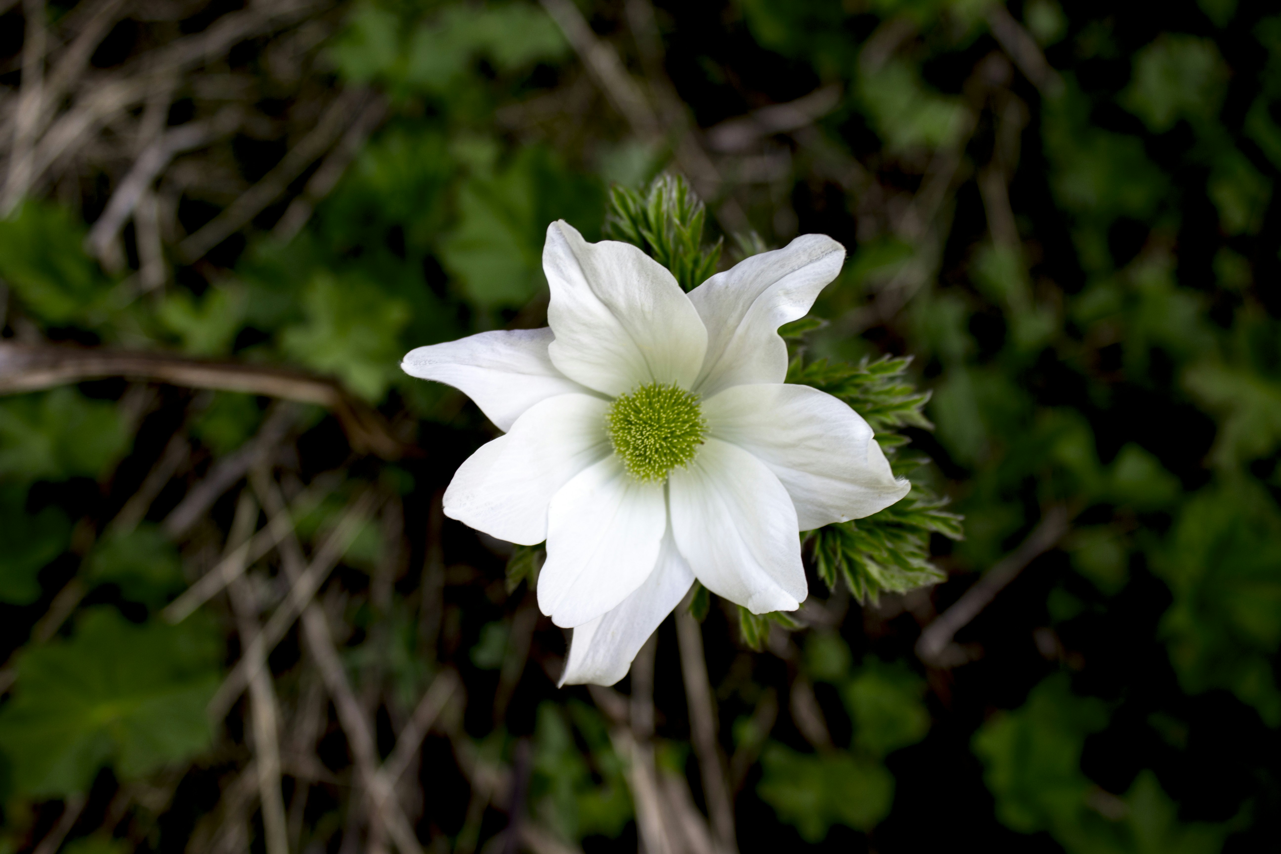 Free Unsplash photo from Tatiana Mira