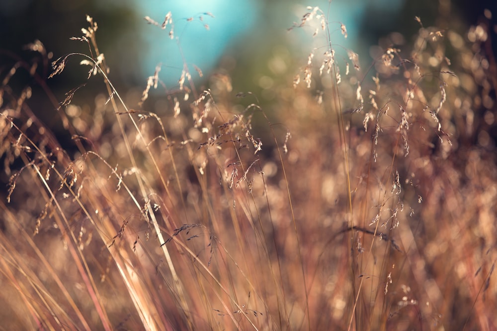 Selektives Fokusfoto von hohem Gras