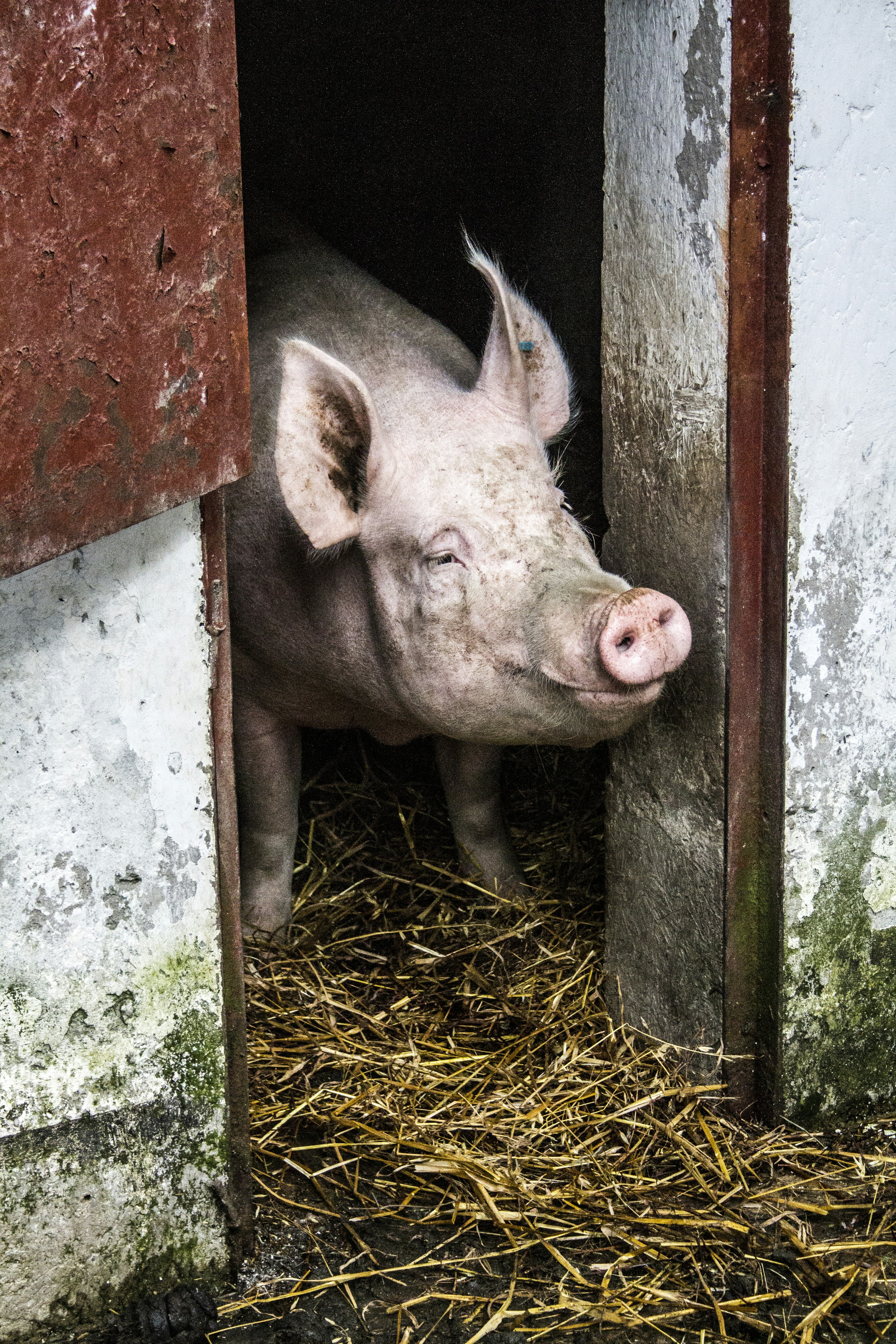 Free Unsplash photo from Philip Swinburn