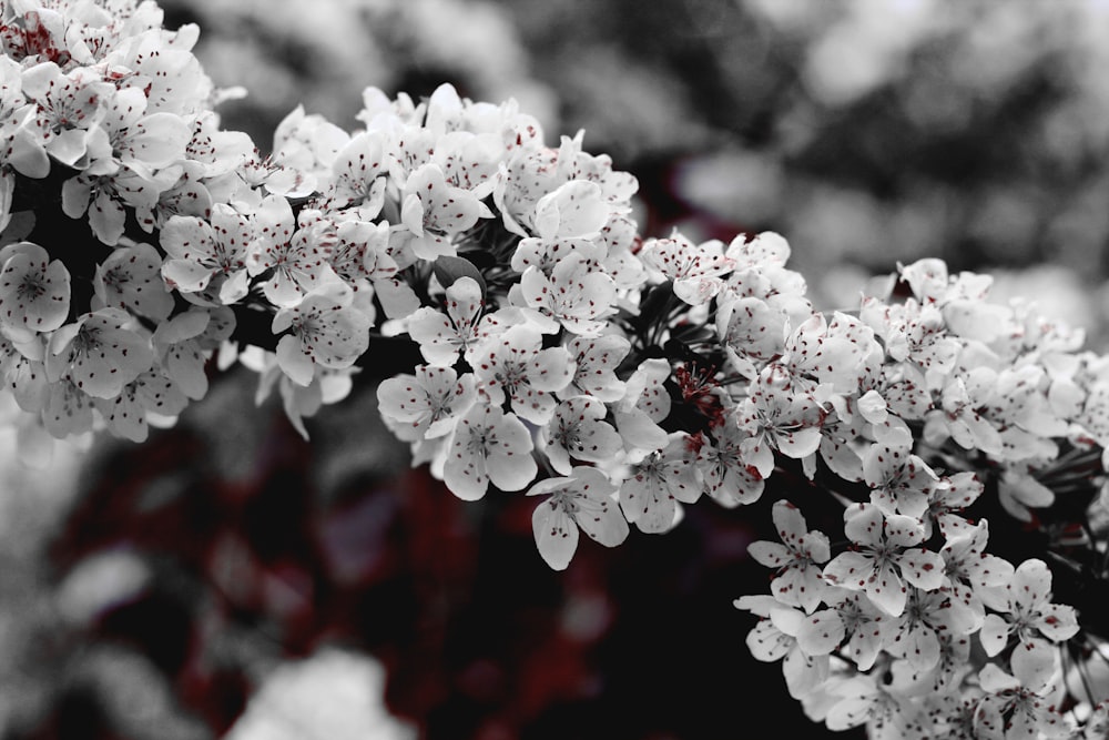 Photo en niveaux de gris d’une fleur à pétales